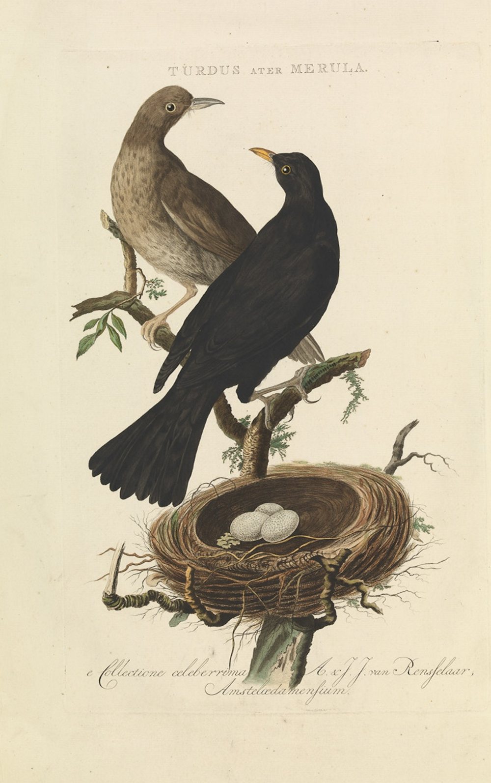 Hand-coloured plate of a male and female blackbird with their nest, Nozeman and Sepp, Nederlandsche vogelen