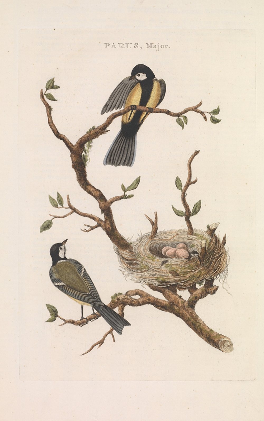 Hand-coloured plate of a pair of great tits and their nest, Nozeman and Sepp, Nederlandsche vogelen