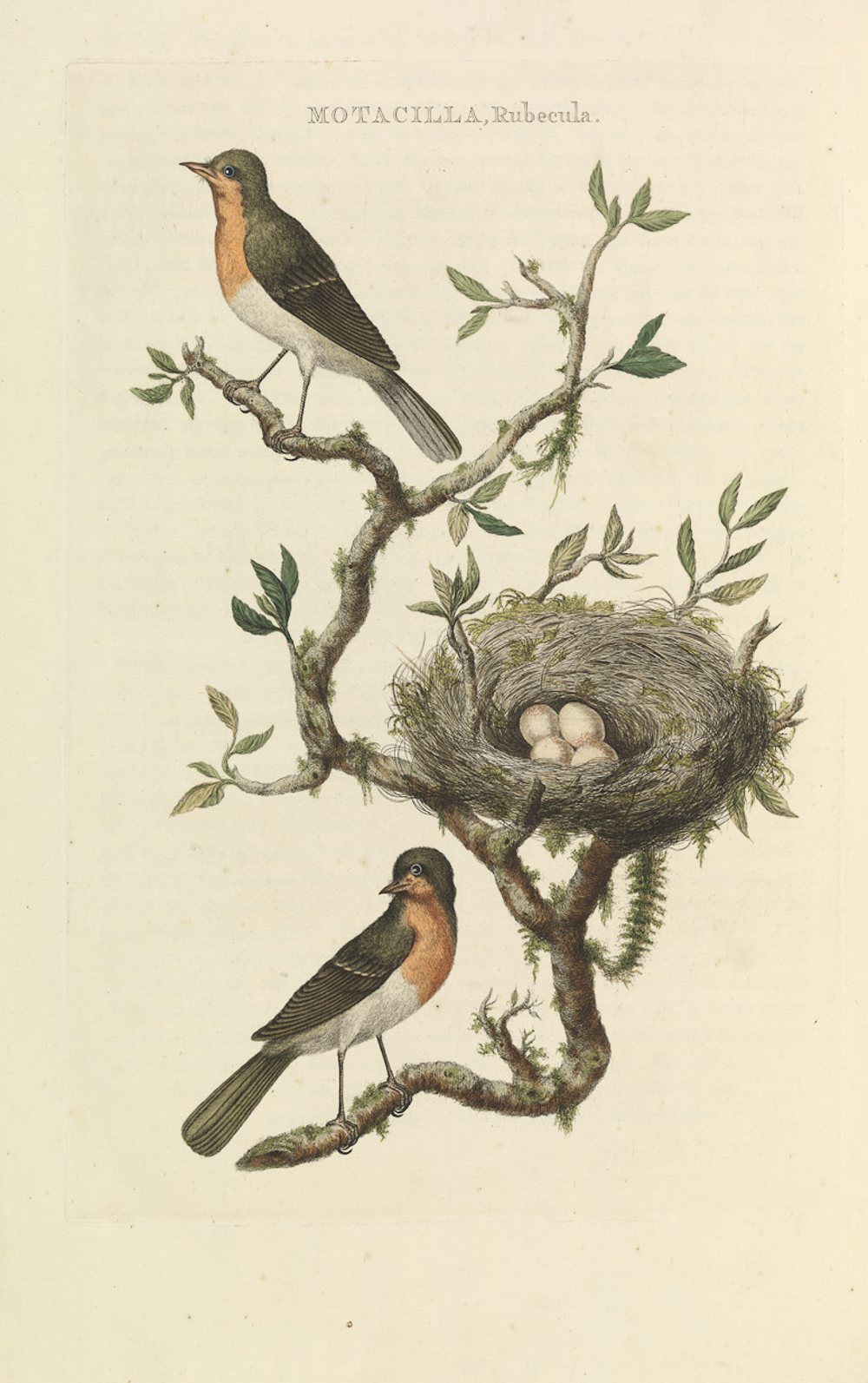 Hand-coloured plate of two robins and a nest on a branch, Nozeman and Sepp, Nederlandsche vogelen